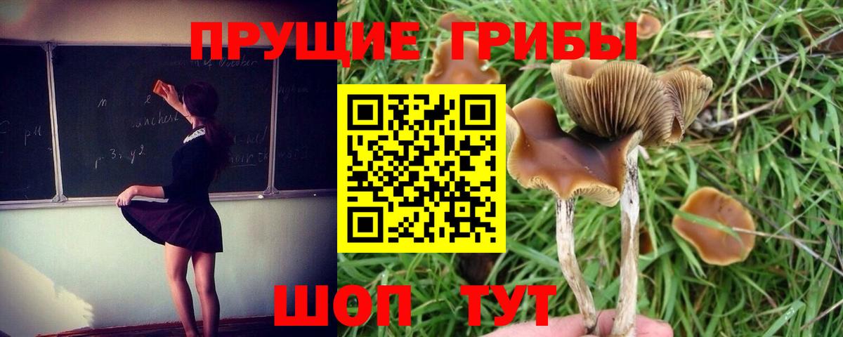Псилоцибиновые грибы прущие грибы  Вход с VPN  Псилоцибиновые грибы Psilocybine cubensis  Томск 